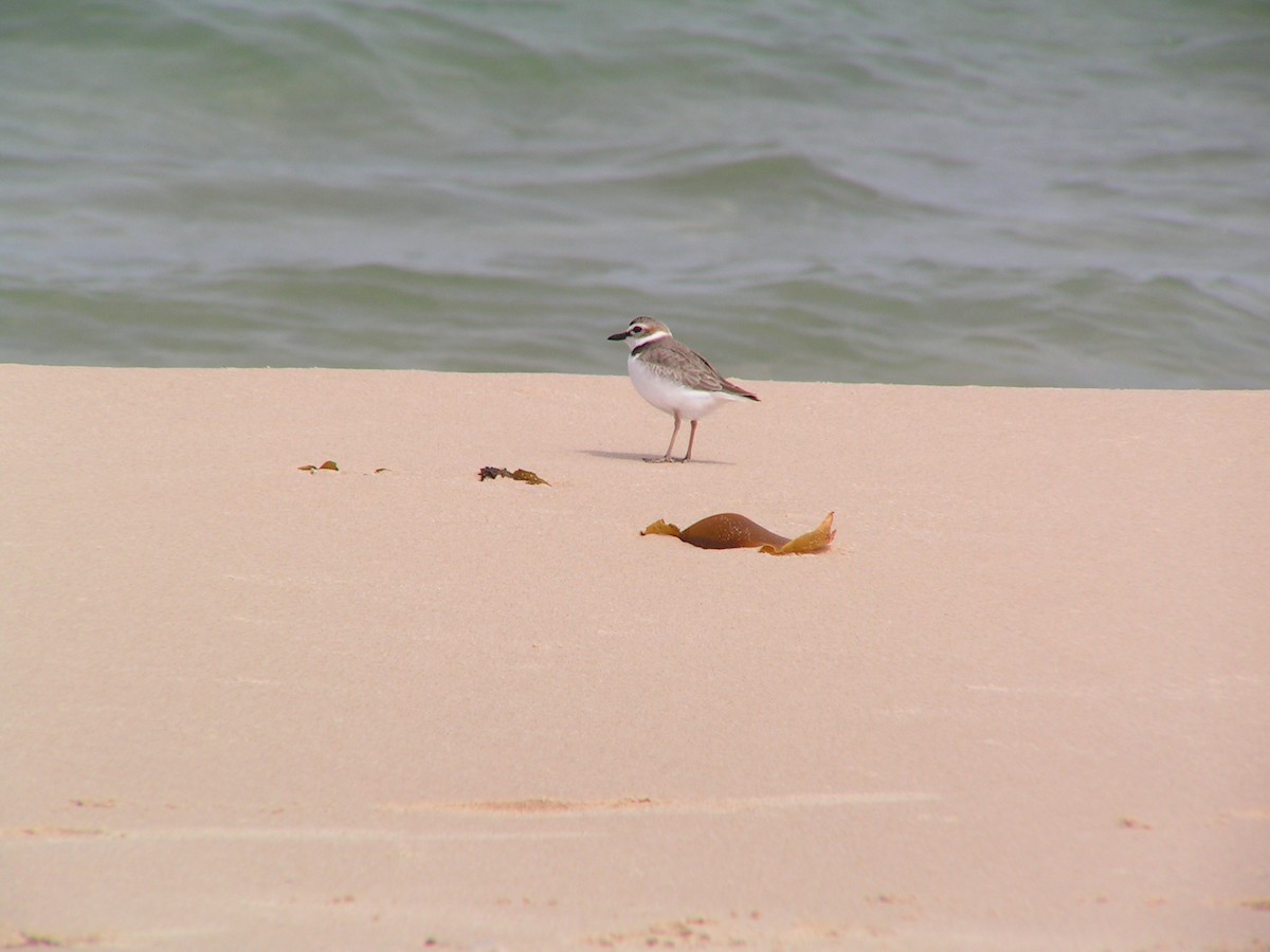 Wilson's Plover - ML610962251