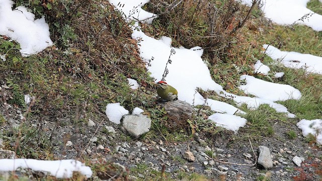 Scaly-bellied Woodpecker - ML610962275