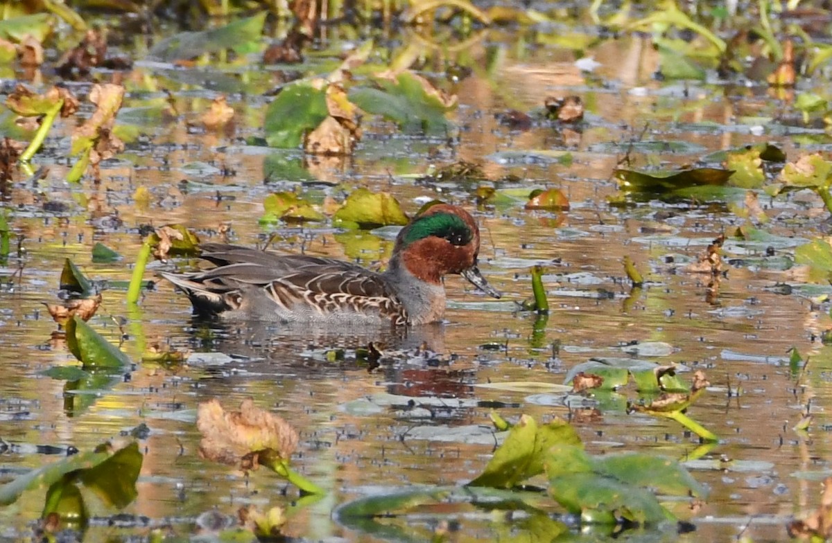 Green-winged Teal - ML610962276