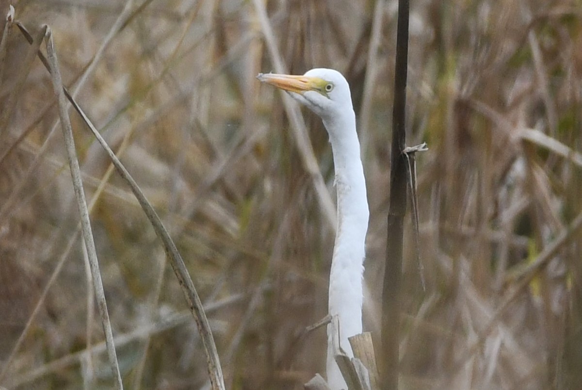 Great Egret - ML610962292