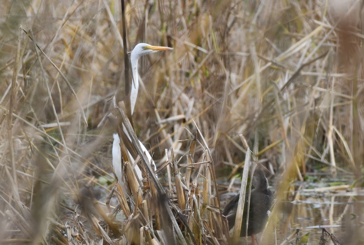 Great Egret - ML610962300