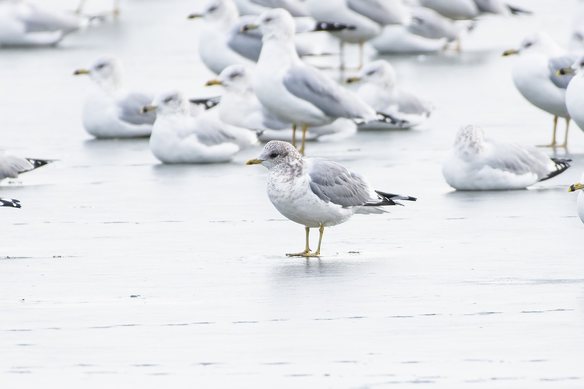 Short-billed Gull - Calvin S