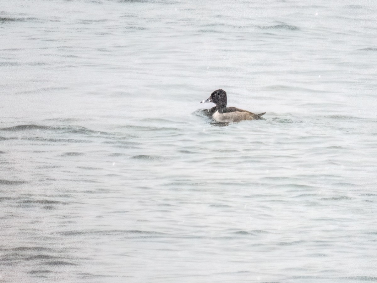 Ring-necked Duck - Danielle  A