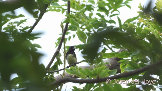 Yellow-bellied Seedeater - ML610962360