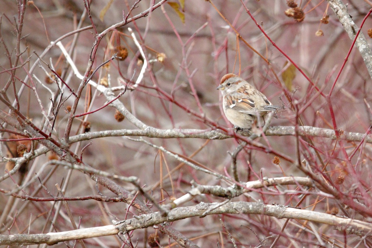 American Tree Sparrow - ML610962379