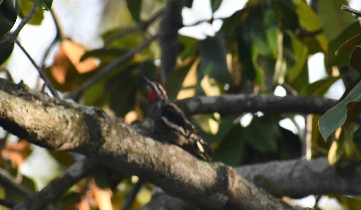 Red-naped Sapsucker - ML610962494