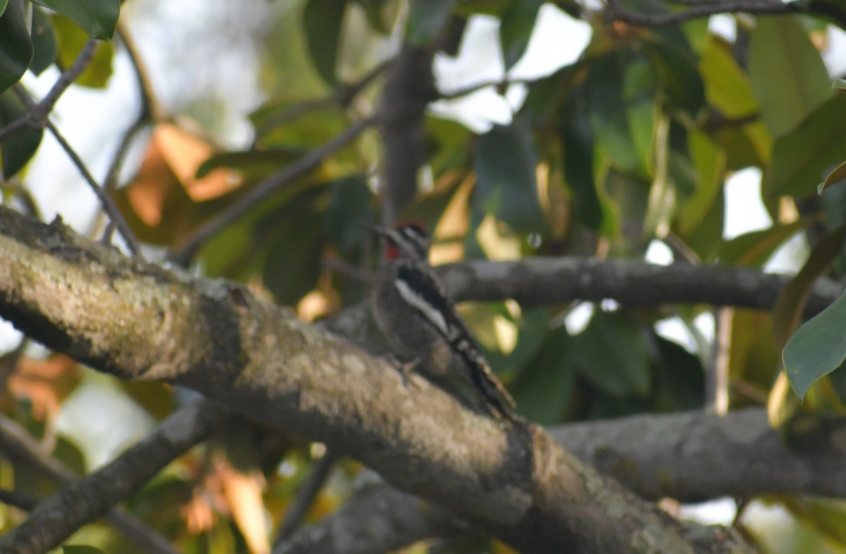 Red-naped Sapsucker - ML610962495