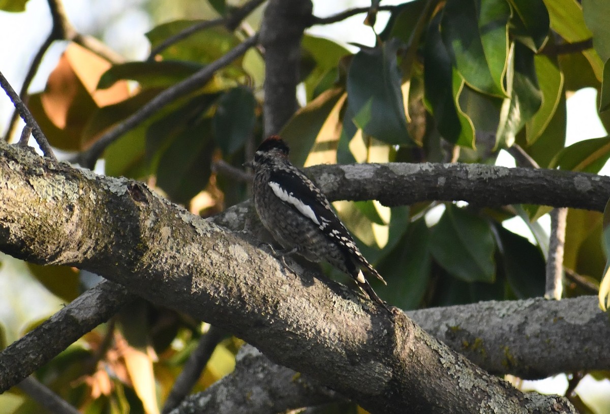 Red-naped Sapsucker - ML610962496