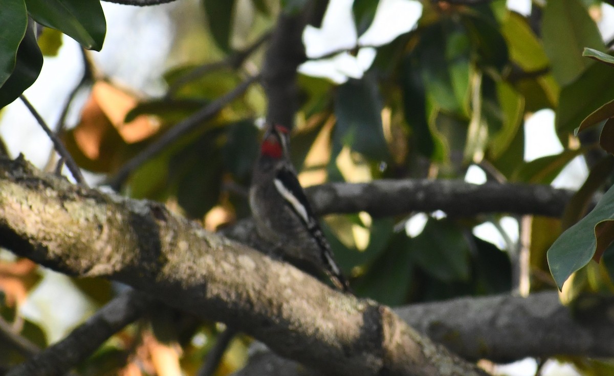Red-naped Sapsucker - ML610962497