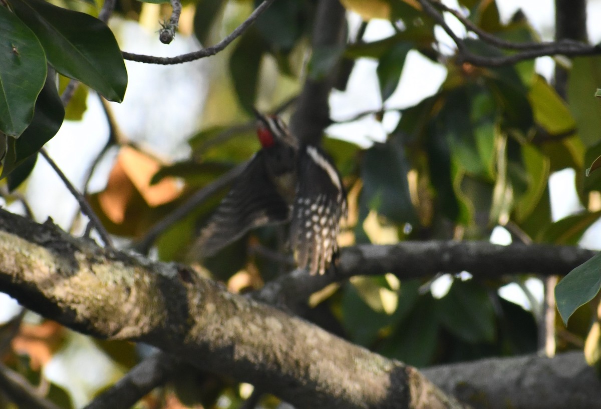 Red-naped Sapsucker - ML610962498