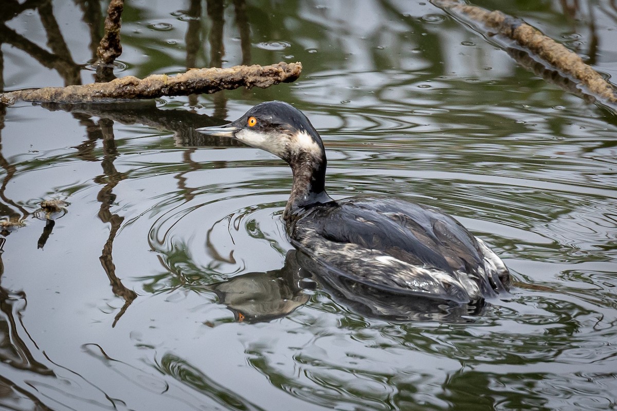 Eared Grebe - Antonio M Abella