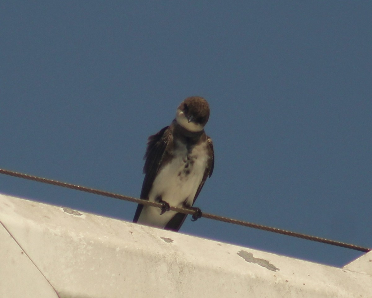 Brown-chested Martin (fusca) - Guillermo Andreo