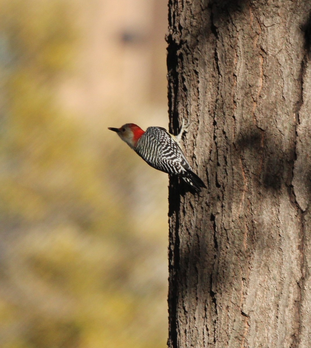 Red-bellied Woodpecker - ML610962676