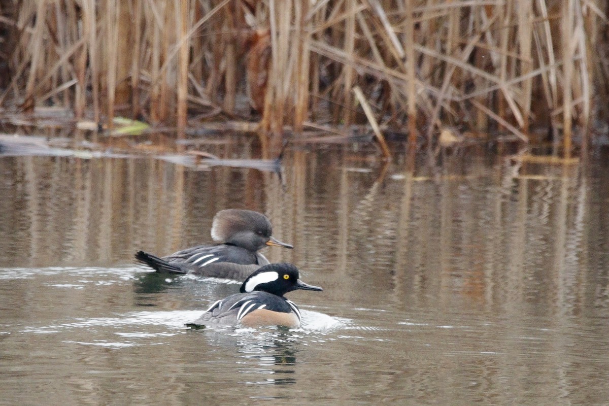 Hooded Merganser - ML610962823