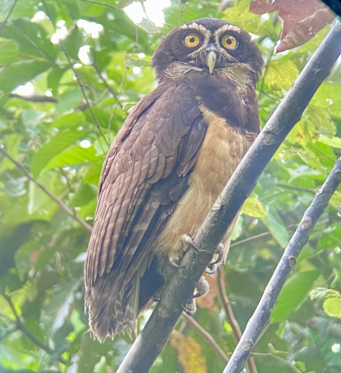 Chouette à lunettes - ML610962936