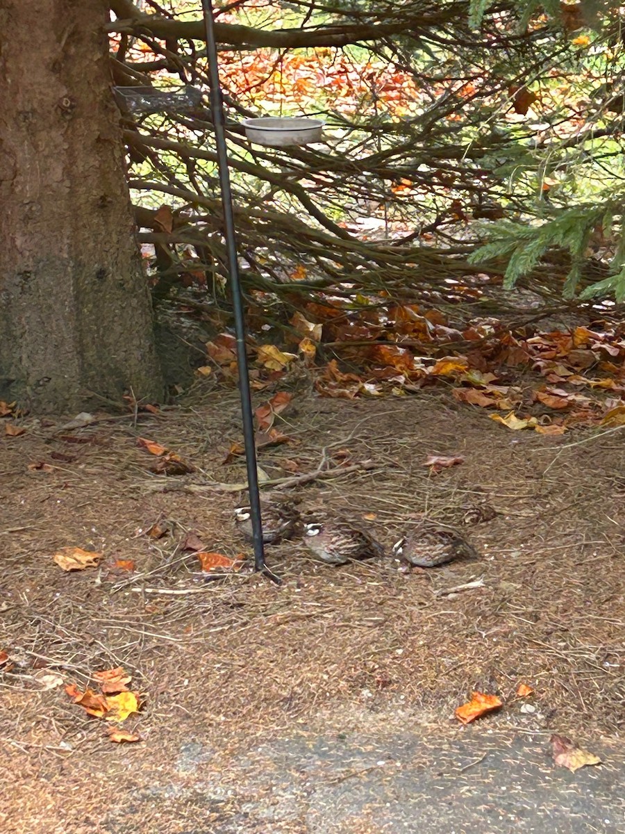 Northern Bobwhite - Joel & Paula Farwell