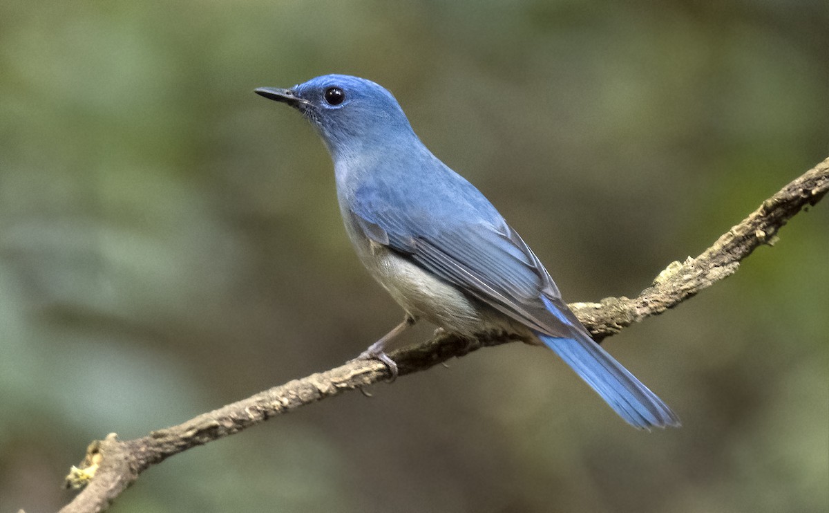 Pale Blue Flycatcher - ML610963005