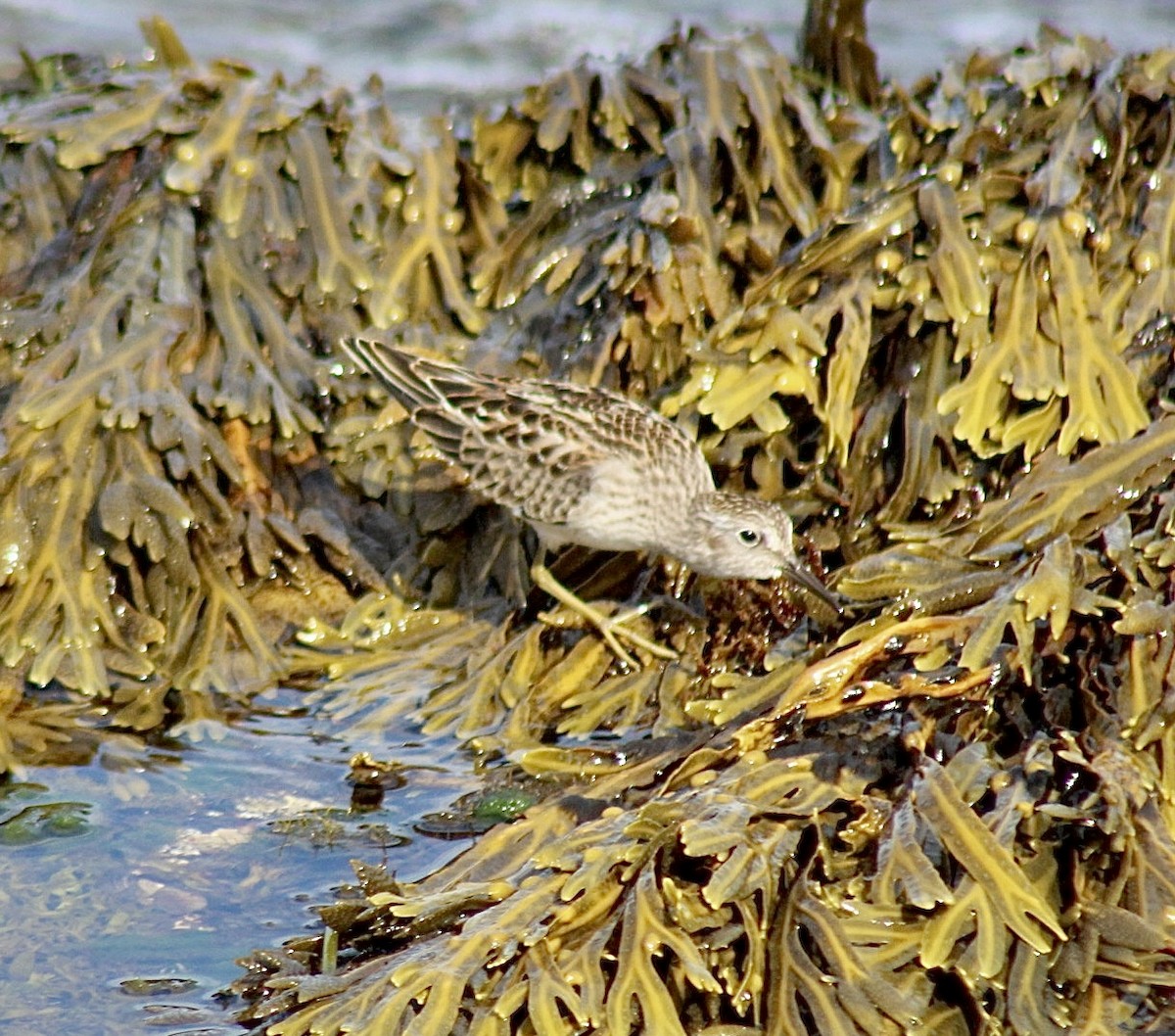 Least Sandpiper - ML610963012