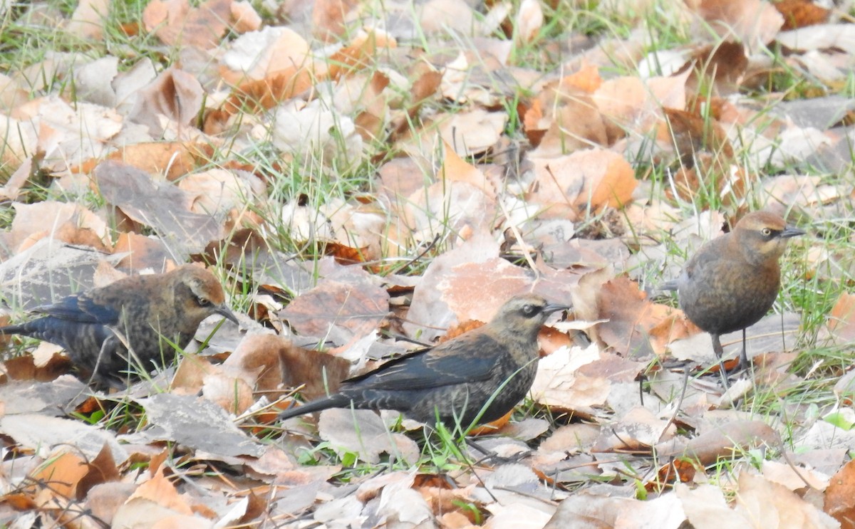 Rusty Blackbird - ML610963042