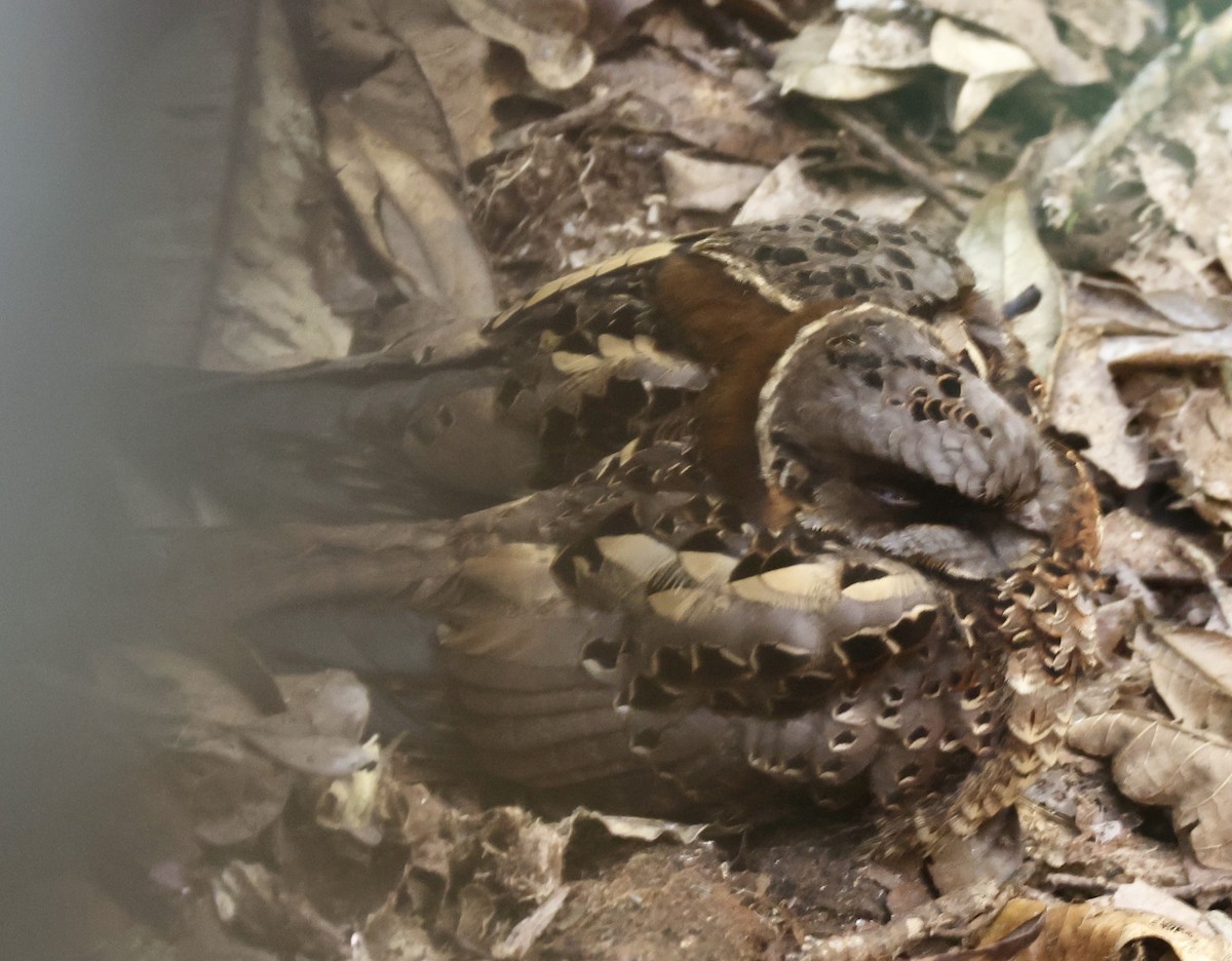 Collared Nightjar - ML610963051