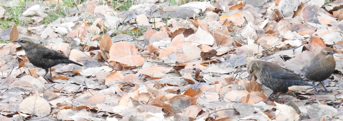 Rusty Blackbird - ML610963057