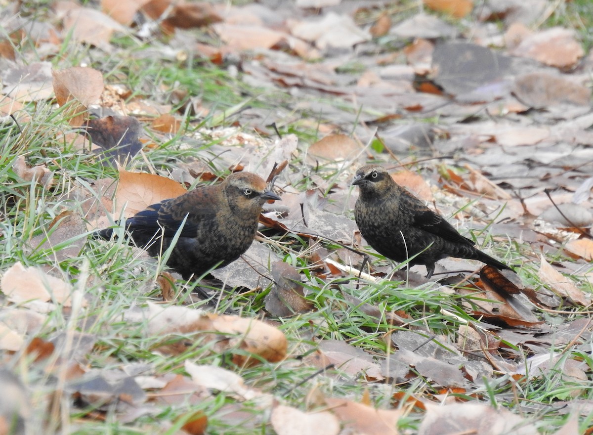 Rusty Blackbird - ML610963073