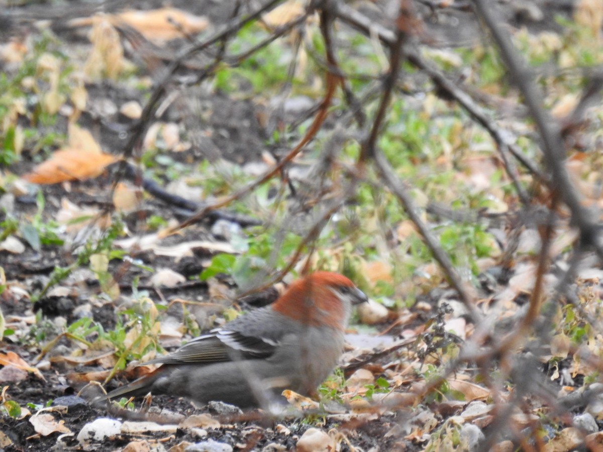 Pine Grosbeak - Jody  Wells