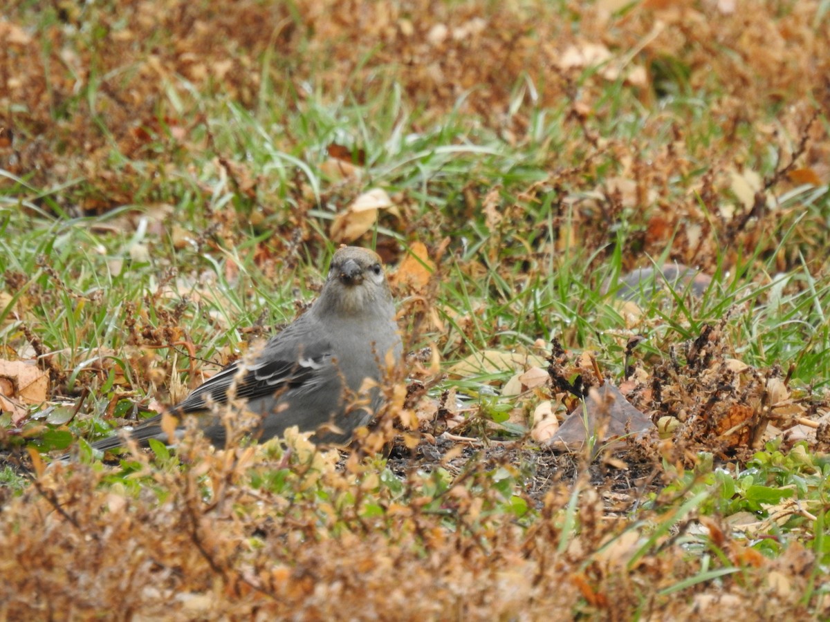 Pine Grosbeak - Jody  Wells