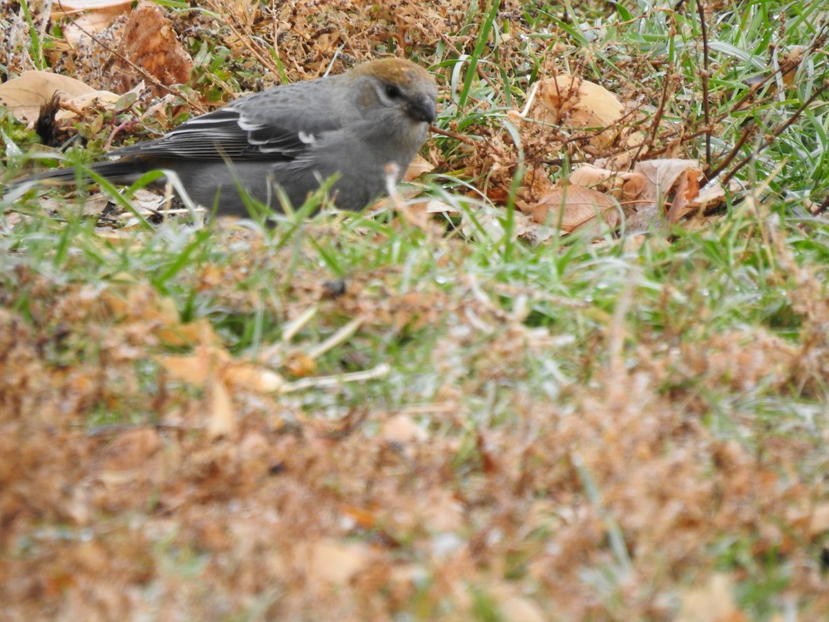 Pine Grosbeak - Jody  Wells