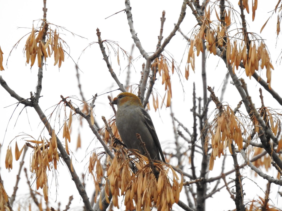 Pine Grosbeak - ML610963283