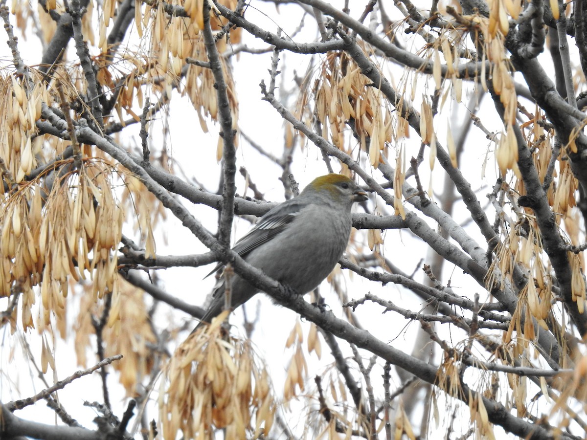 Pine Grosbeak - ML610963289