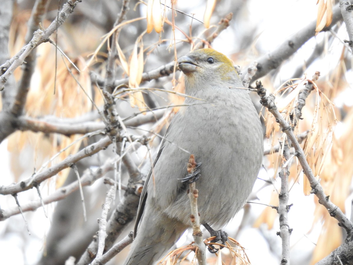 Pine Grosbeak - Jody  Wells