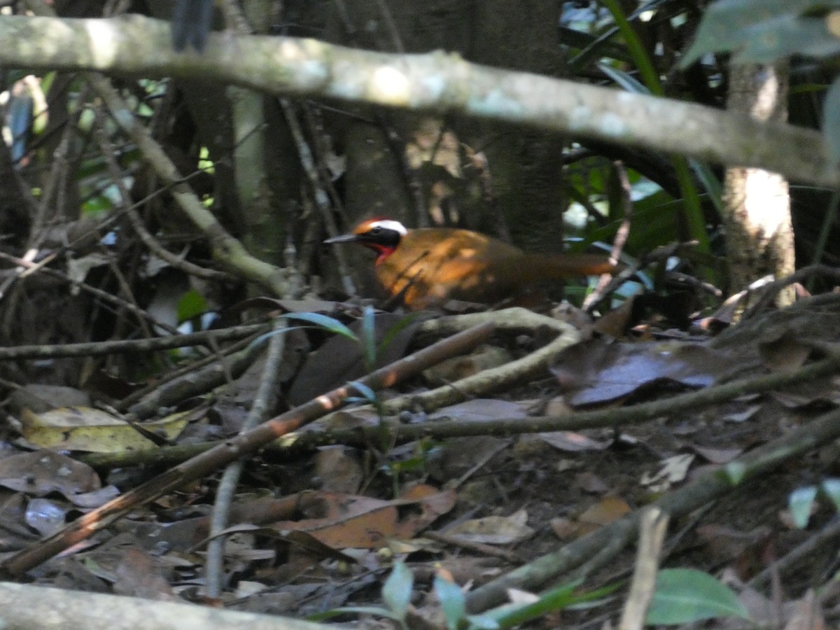 Malaysian Rail-babbler - Matthew Rathgeber