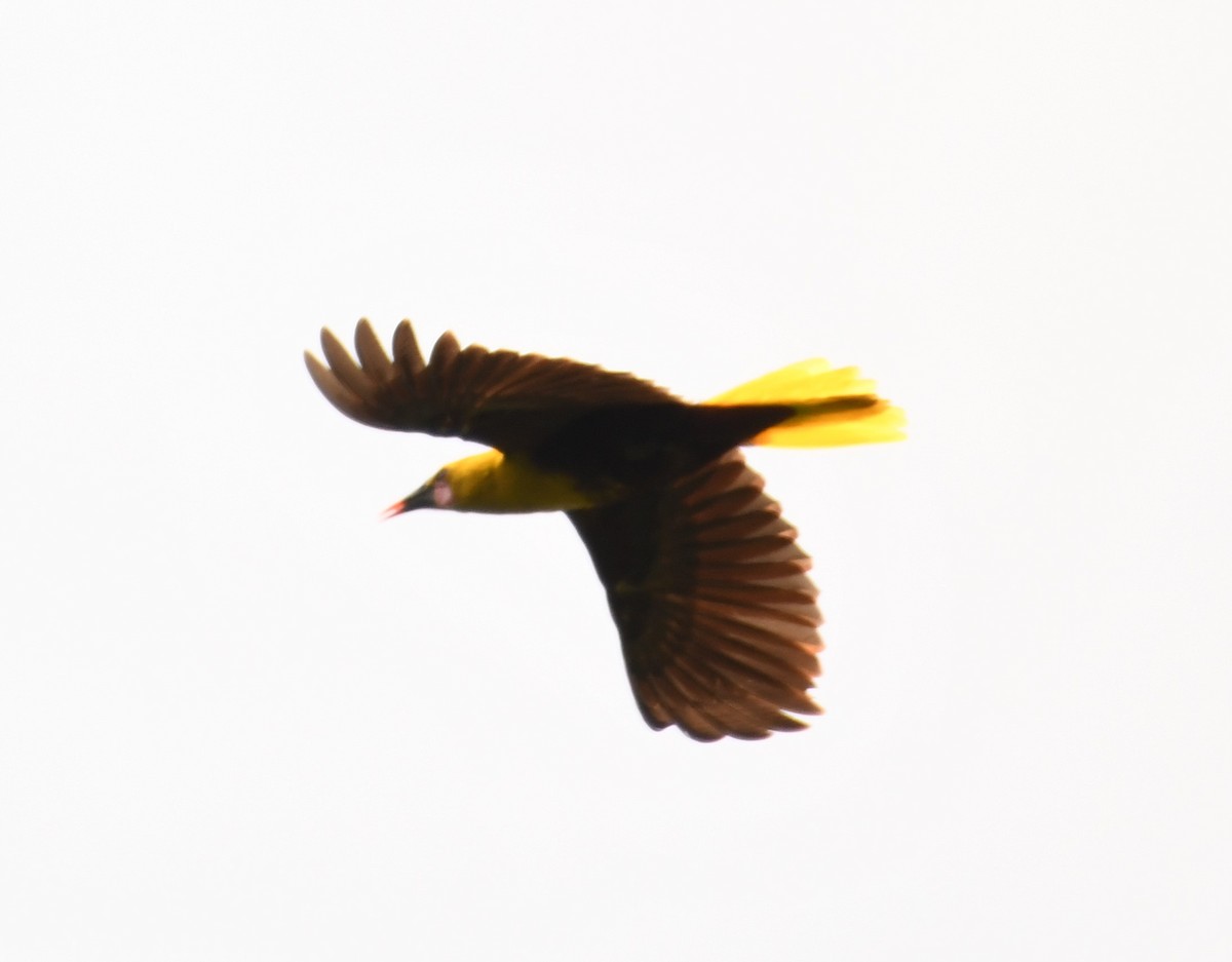 Olive Oropendola - ML610963438