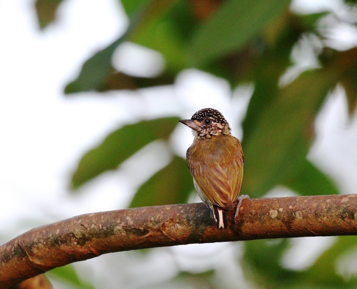 Bar-breasted Piculet - ML610963459