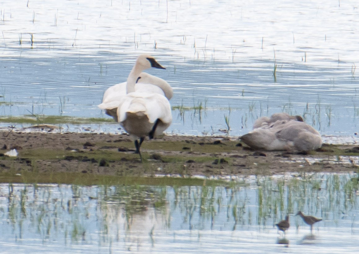 Trumpeter Swan - ML610963499