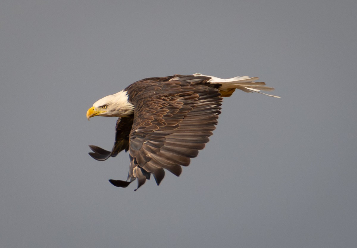 Bald Eagle - ML610963516