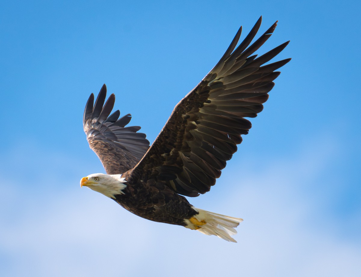 Bald Eagle - ML610963517