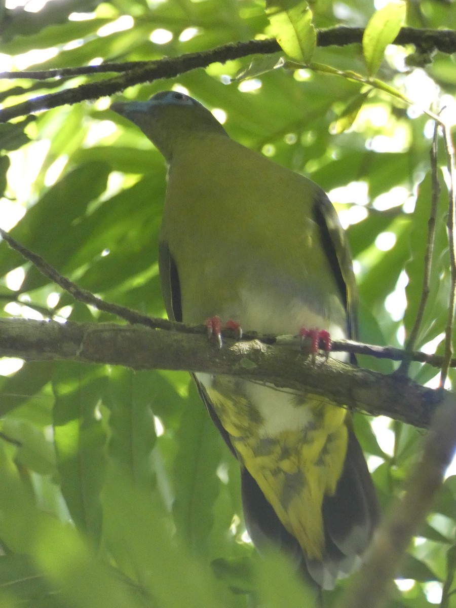 Yellow-vented Green-Pigeon - ML610963619