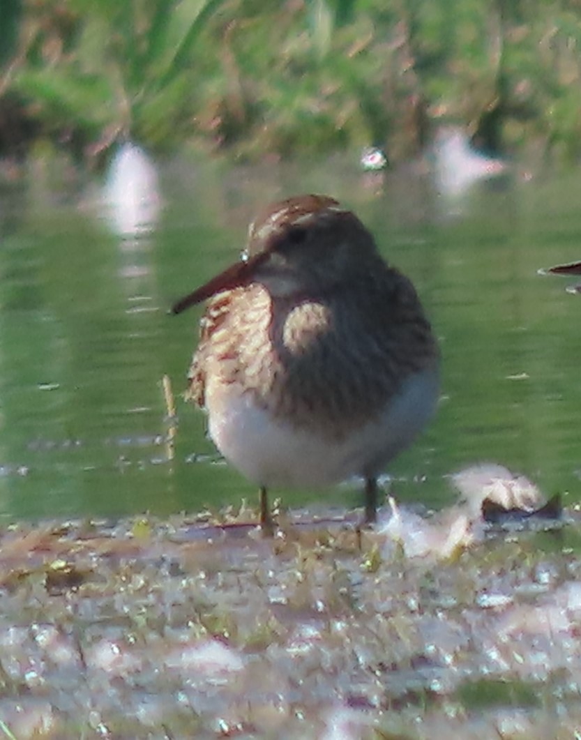 Graubrust-Strandläufer - ML610963670