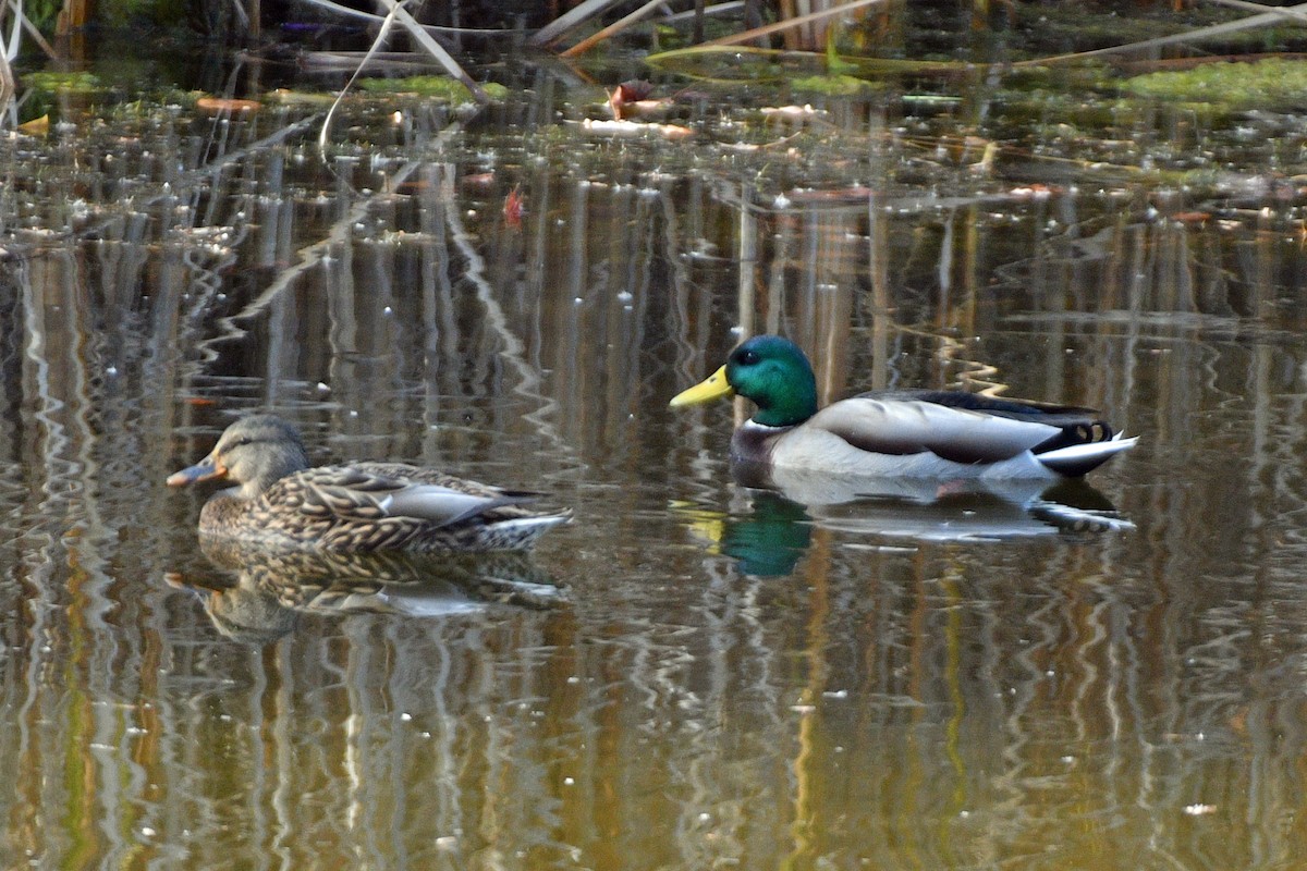 Mallard - ML610963704