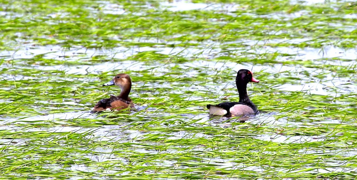 Rosy-billed Pochard - ML610963710