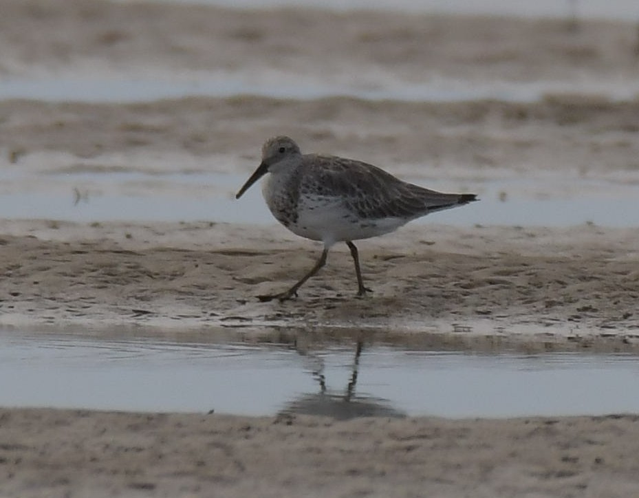 Great Knot - ML610963713