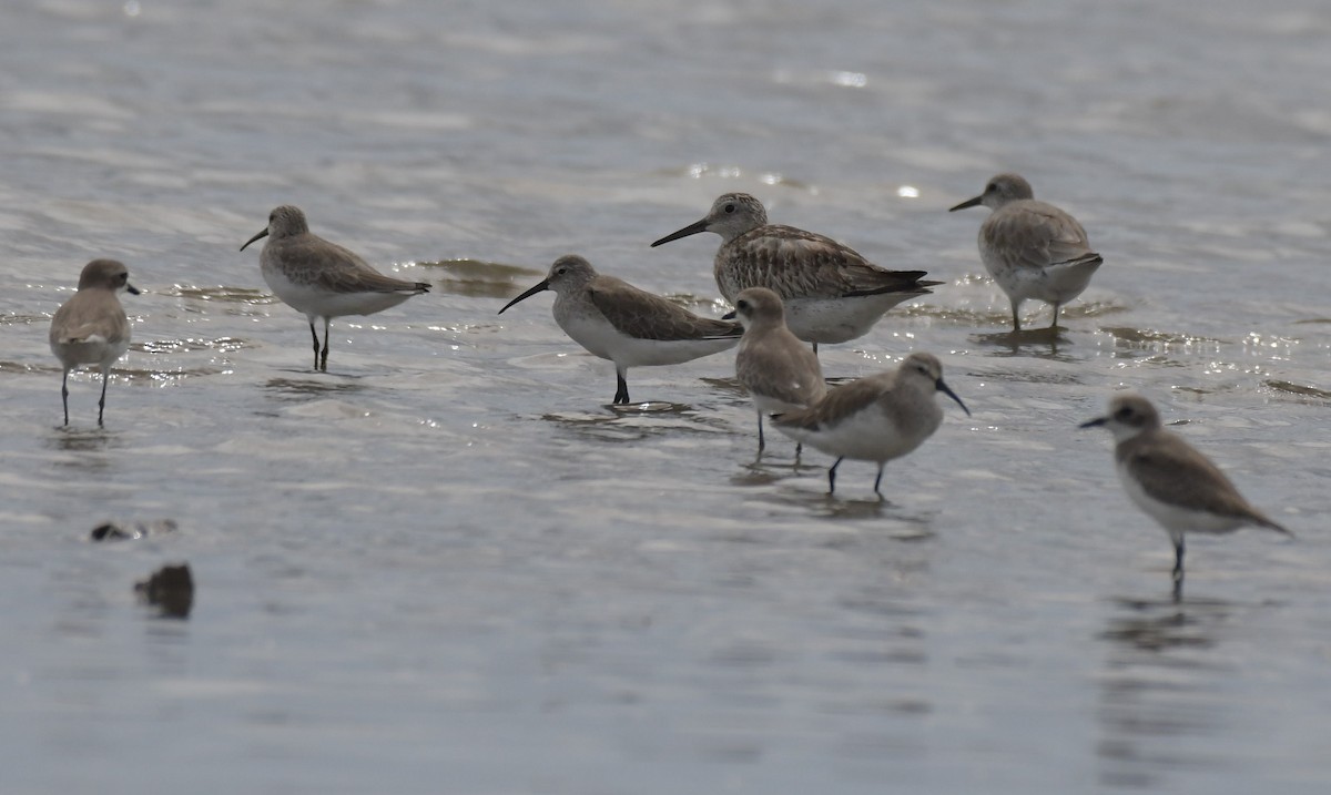 Great Knot - ML610963714
