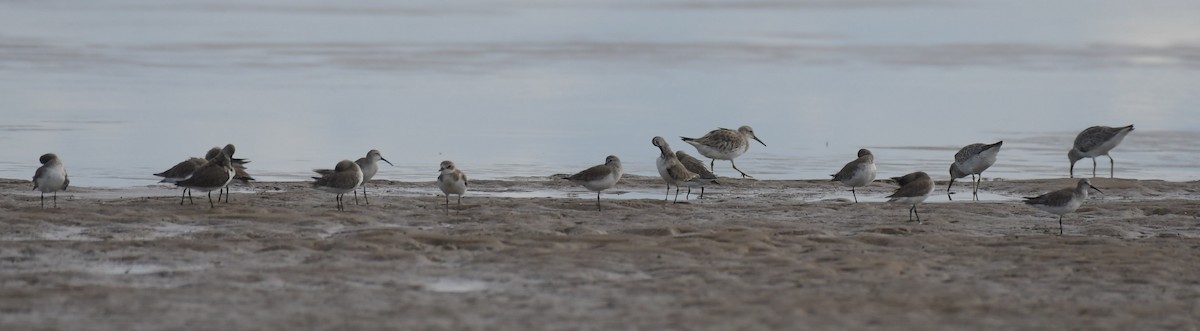 Great Knot - ML610963715