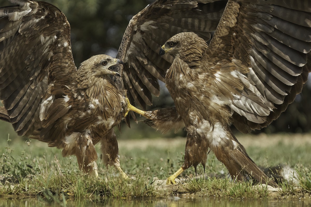 Black Kite - ML610963773