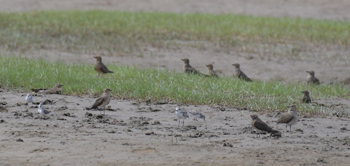 Oriental Pratincole - Partha Saradhi Allam