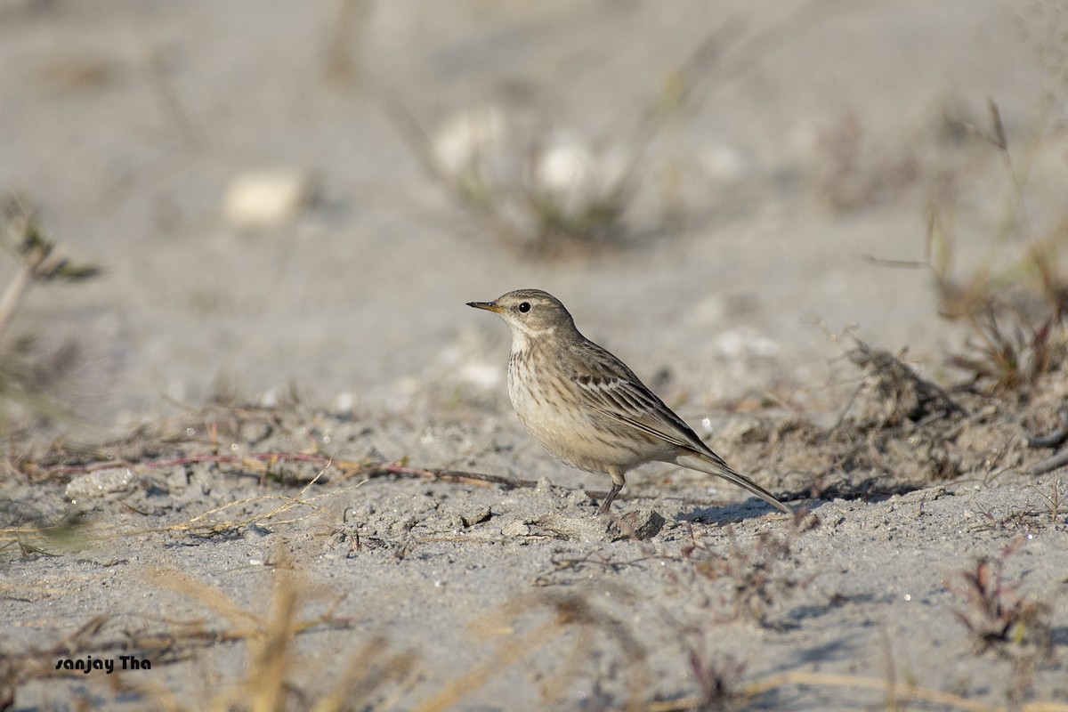 Water Pipit - ML610963792