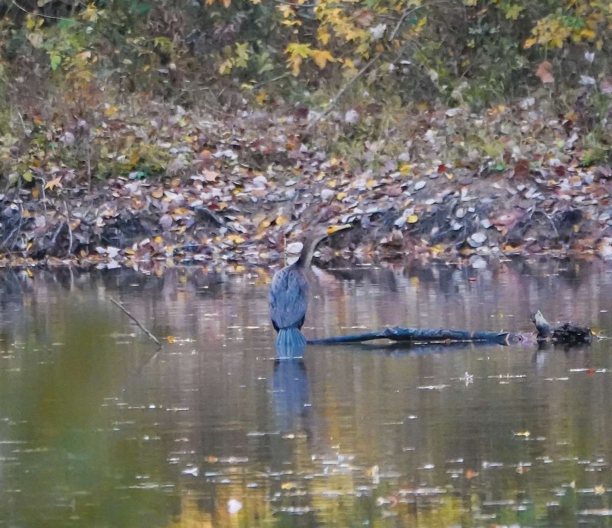 Double-crested Cormorant - Dave Hart