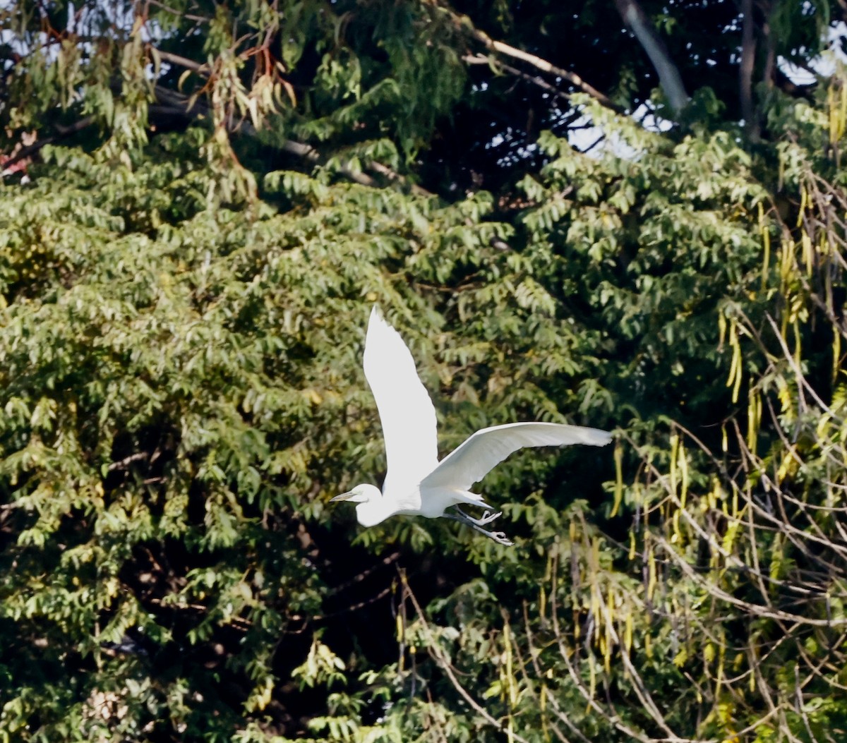 Little Egret (Dimorphic) - ML610964015